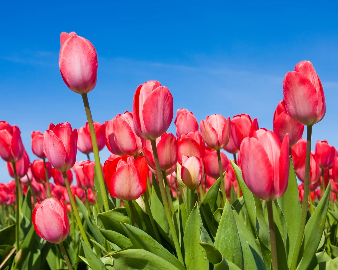 tulips, бутоны, Тюльпаны, небо, цветы, весна