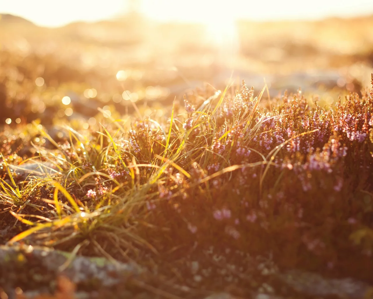 боке, bokeh, macro, природа, свет, grass, трава, light, Макро, nature