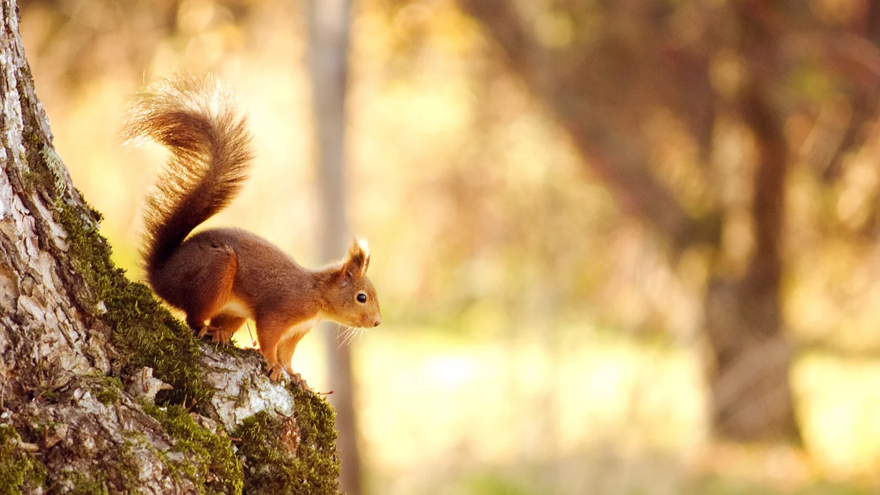 дерево, лес, природа, nature, 2560x1600, белка, tree, боке, forest, свет, squirrel, bokeh, light