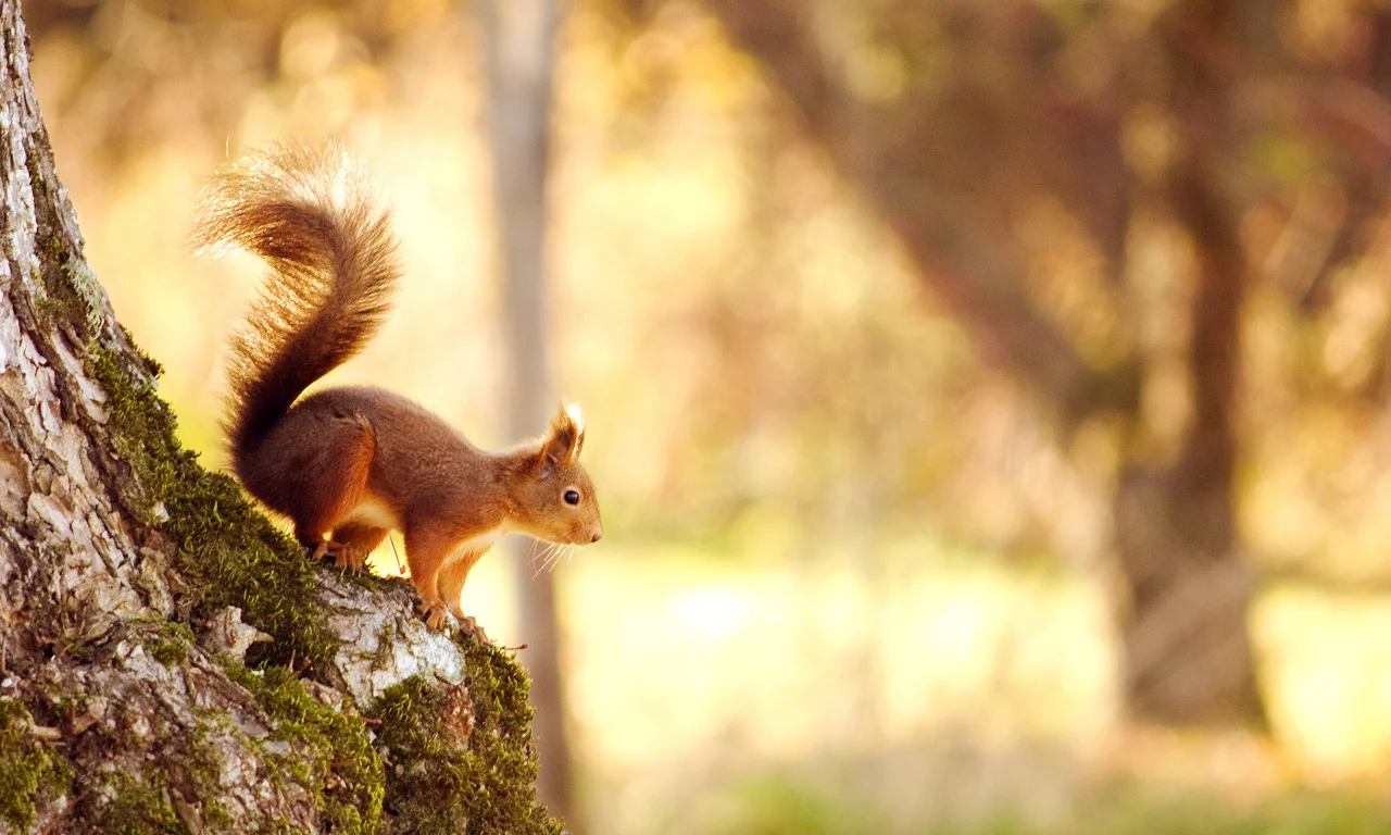 дерево, лес, природа, nature, 2560x1600, белка, tree, боке, forest, свет, squirrel, bokeh, light