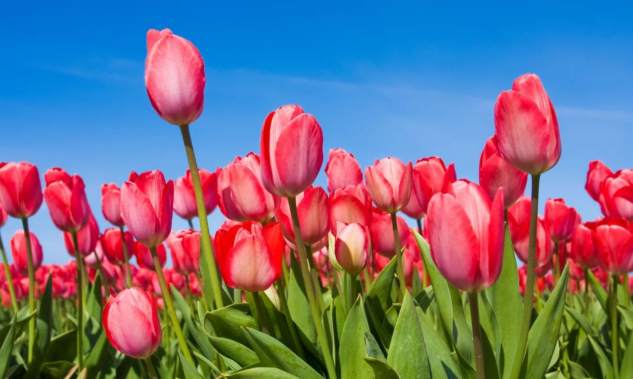 tulips, бутоны, Тюльпаны, небо, цветы, весна