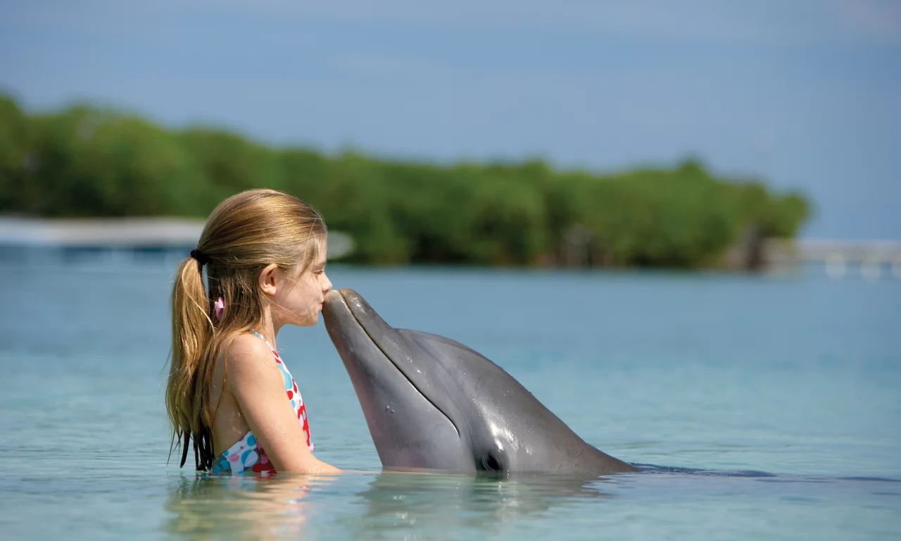 paradise island, bahamas, девчонка, дельфин, child, Океан, дружба