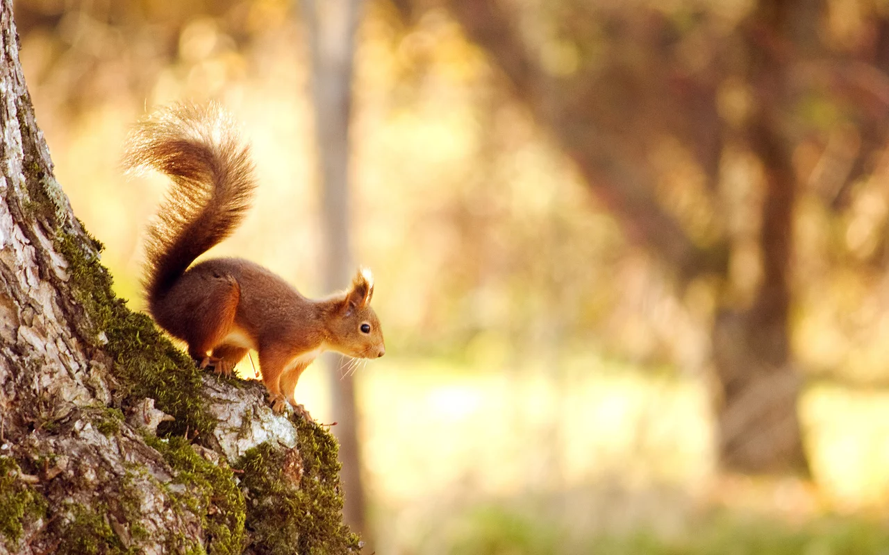 дерево, лес, природа, nature, 2560x1600, белка, tree, боке, forest, свет, squirrel, bokeh, light
