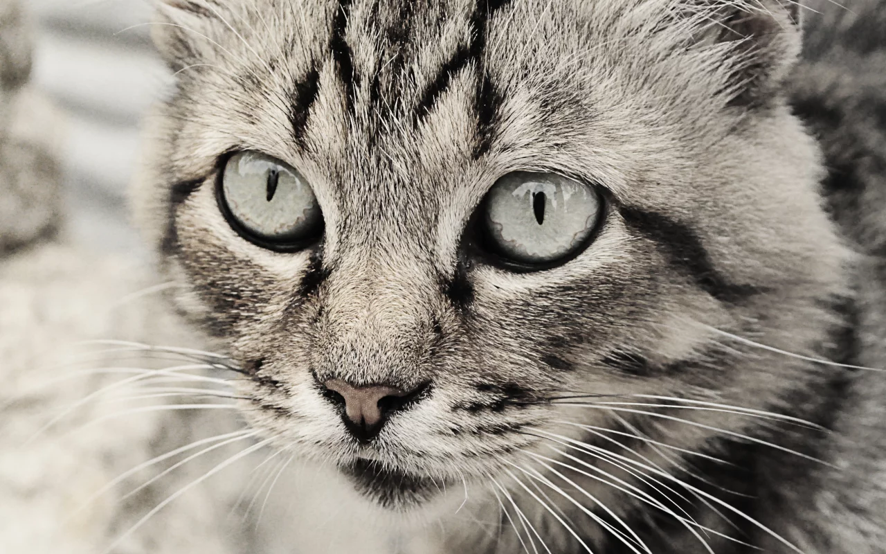 глаза кошки, кошка, кошки, чб, серые тона, Кот