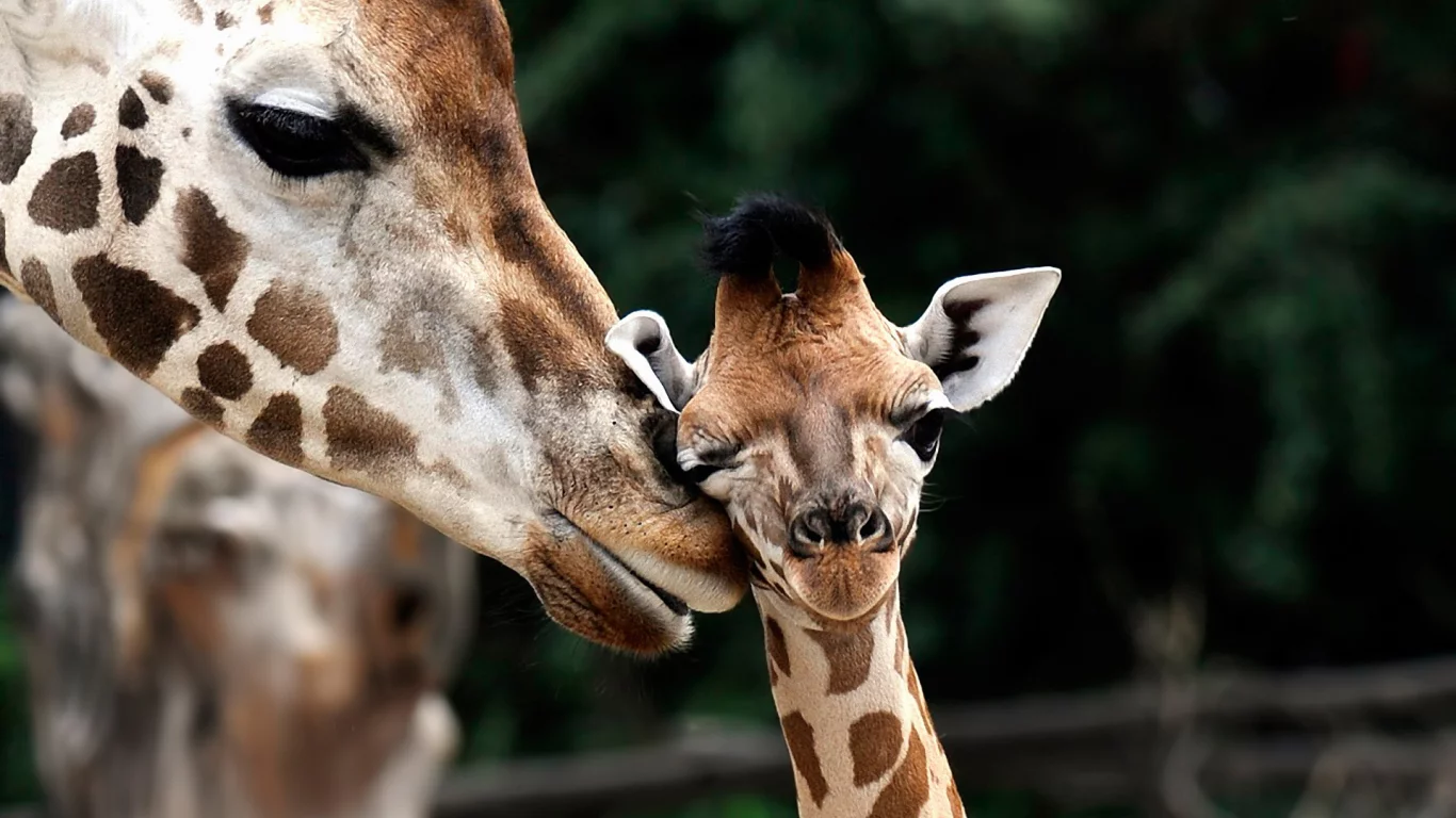 детеныш, жираф, giraffa camelopardalis