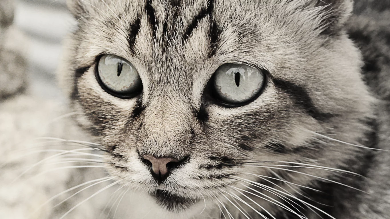 глаза кошки, кошка, кошки, чб, серые тона, Кот