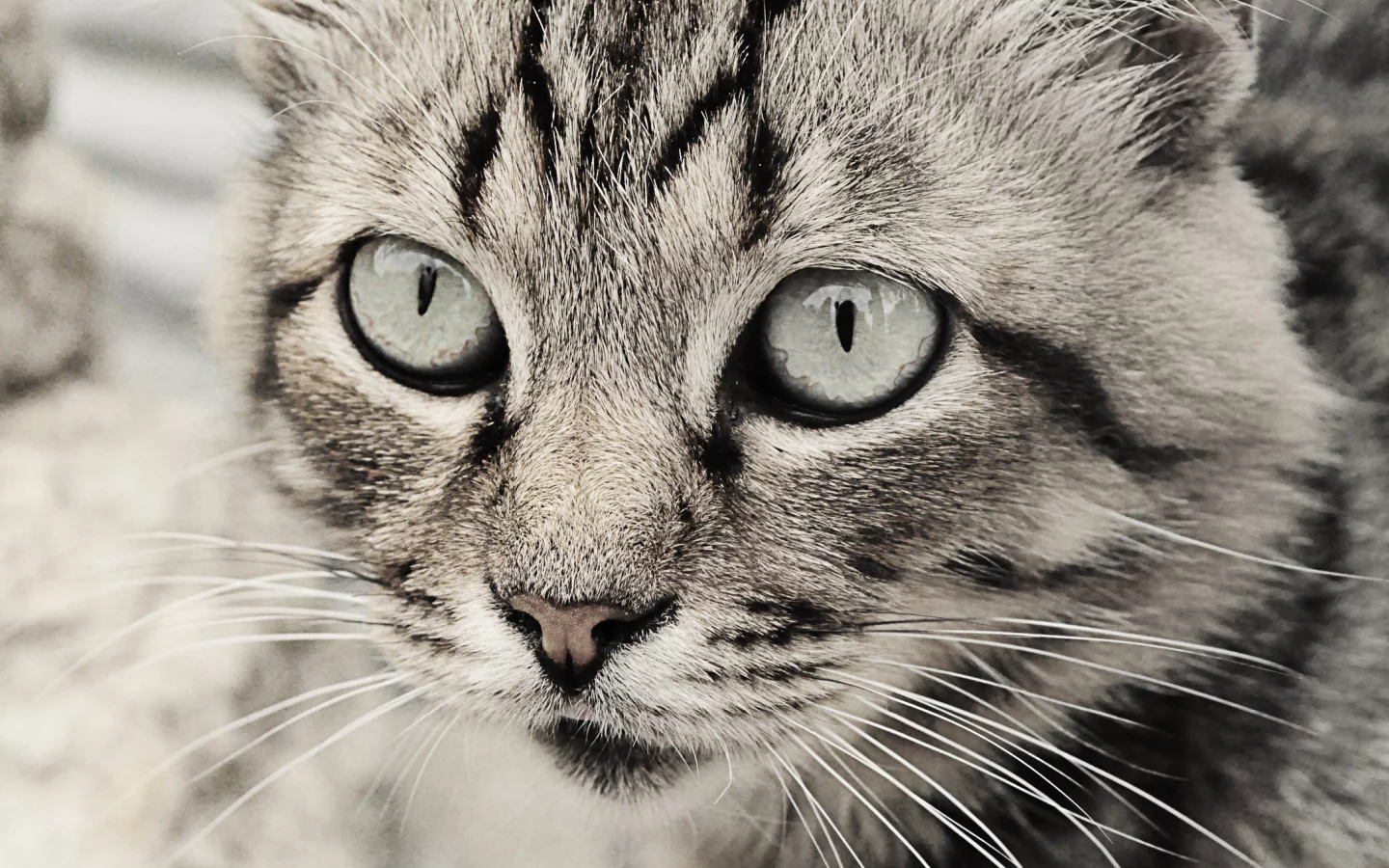 глаза кошки, кошка, кошки, чб, серые тона, Кот