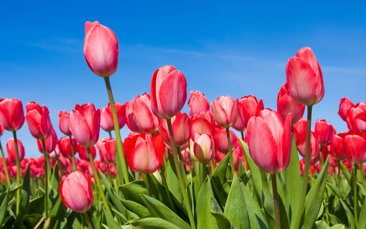 tulips, бутоны, Тюльпаны, небо, цветы, весна