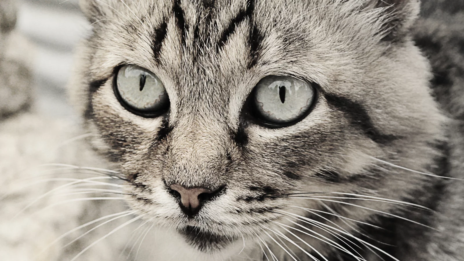 глаза кошки, кошка, кошки, чб, серые тона, Кот