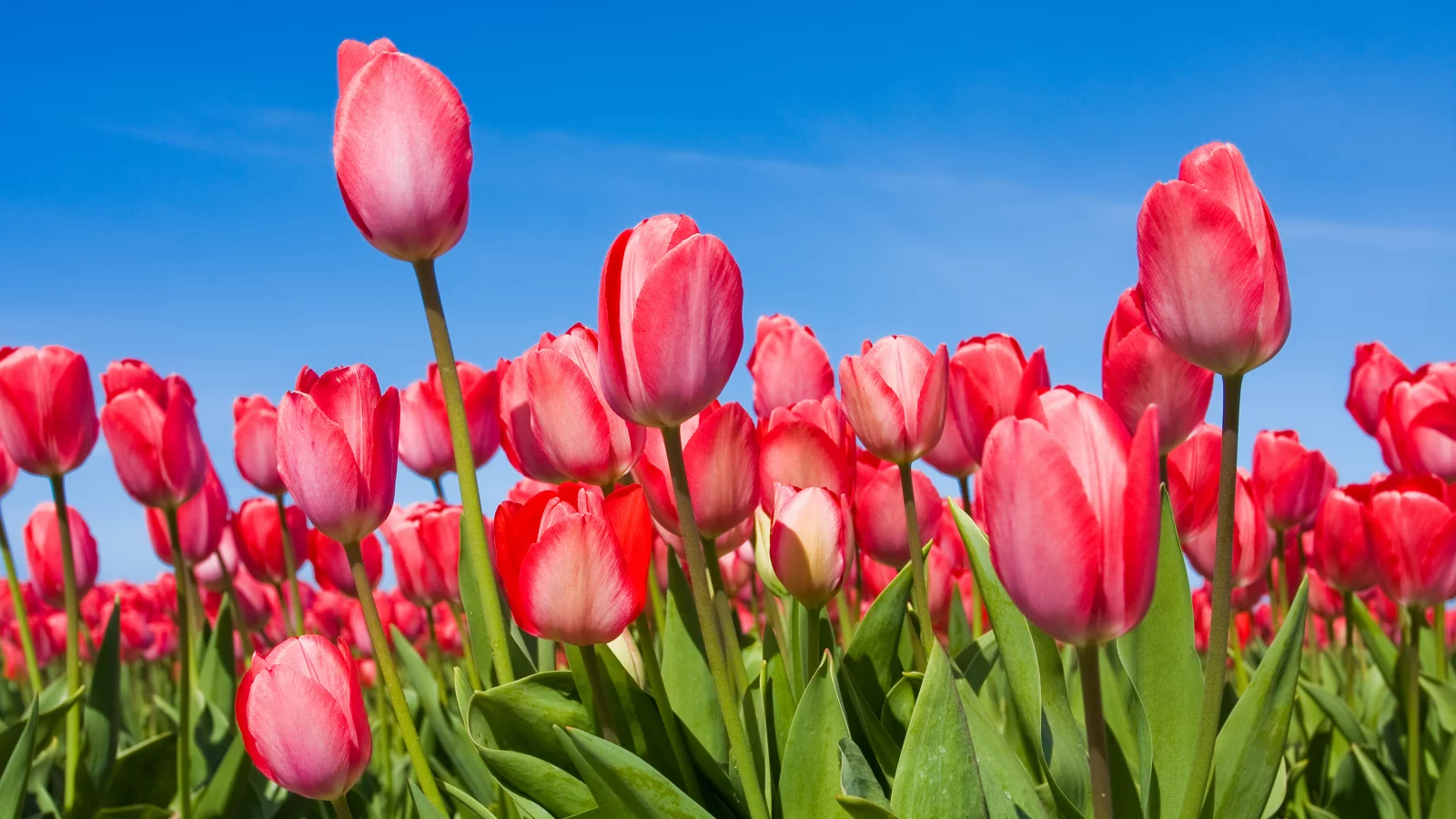 tulips, бутоны, Тюльпаны, небо, цветы, весна