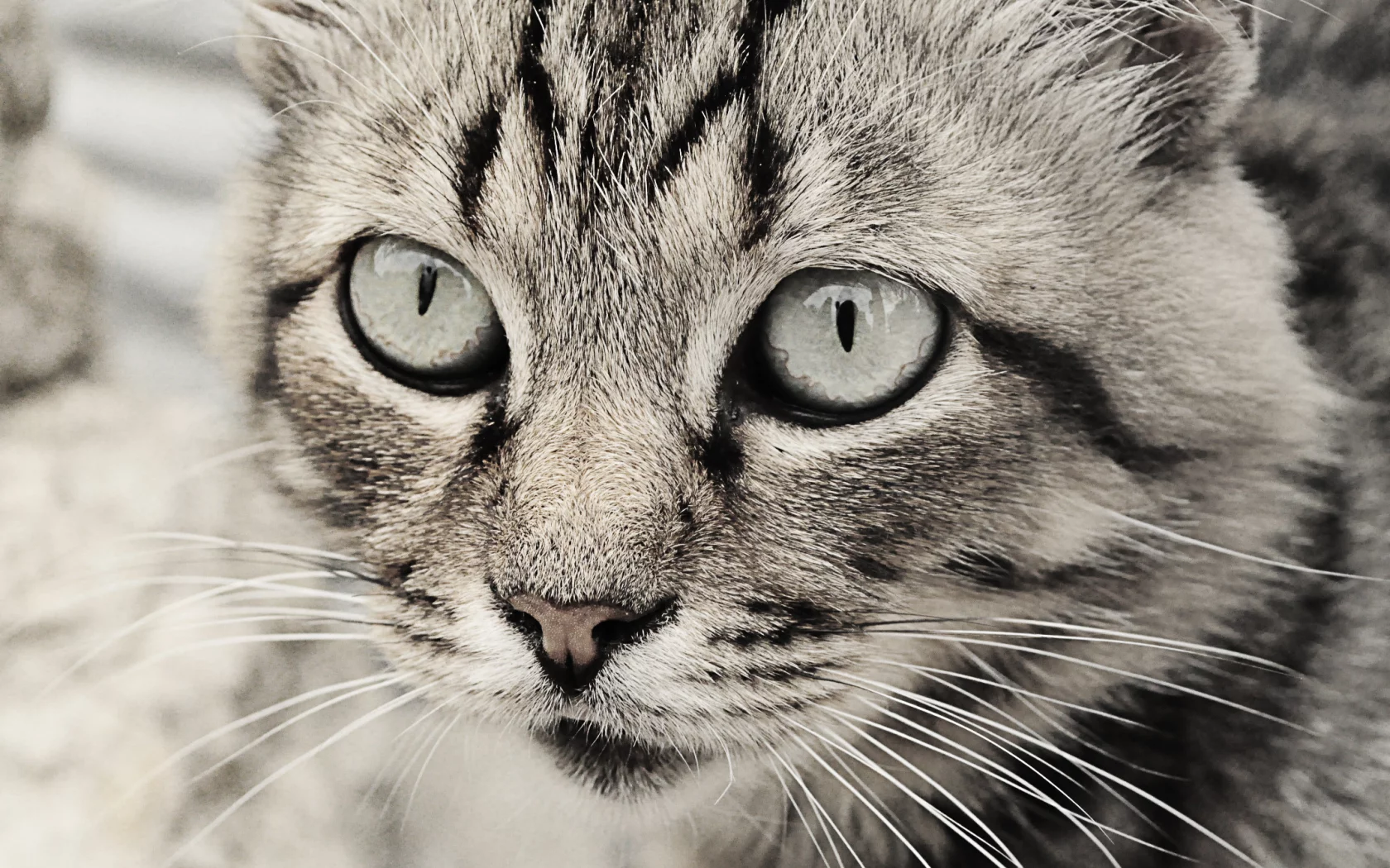 глаза кошки, кошка, кошки, чб, серые тона, Кот