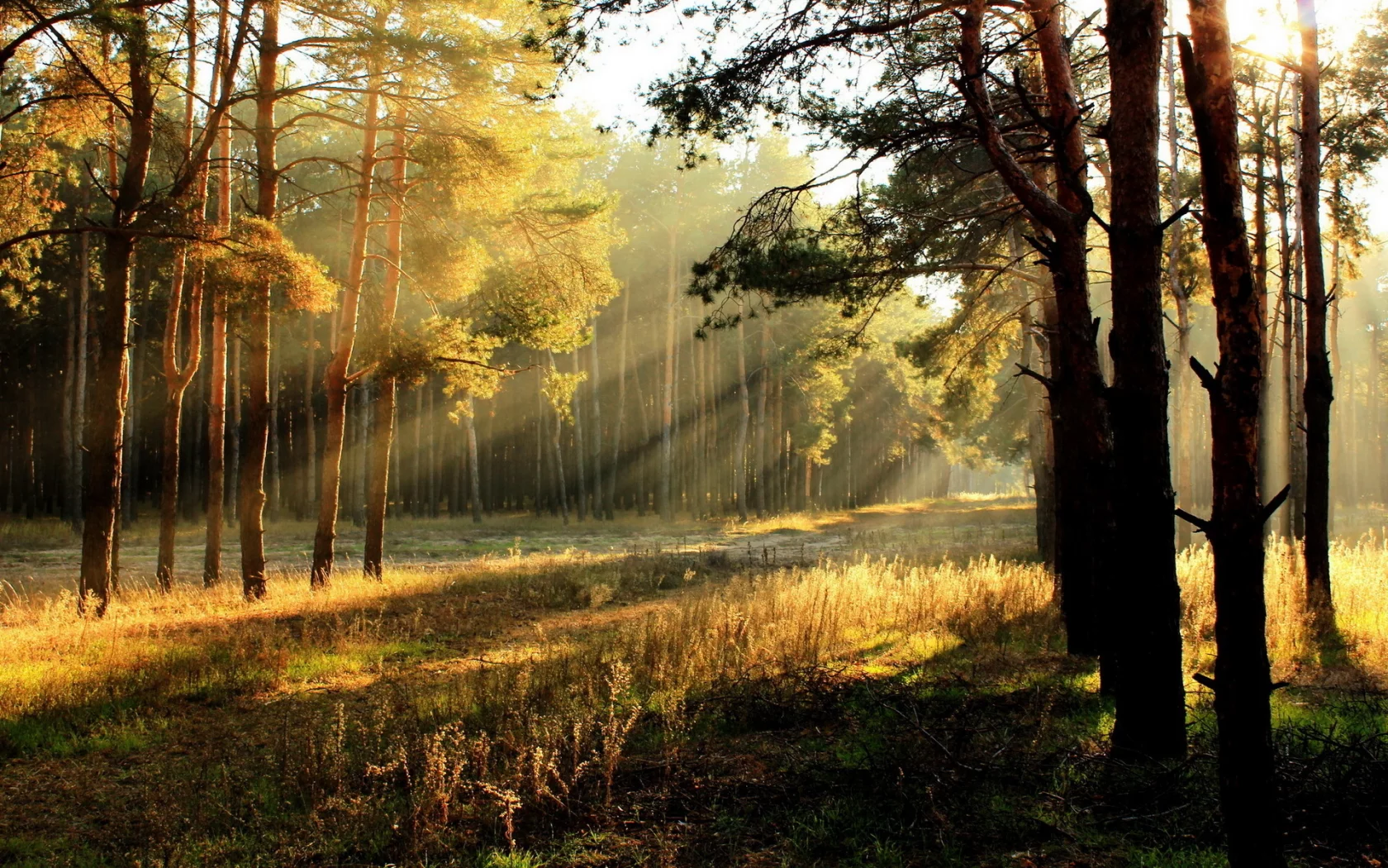 Утро, природа, свет, лес