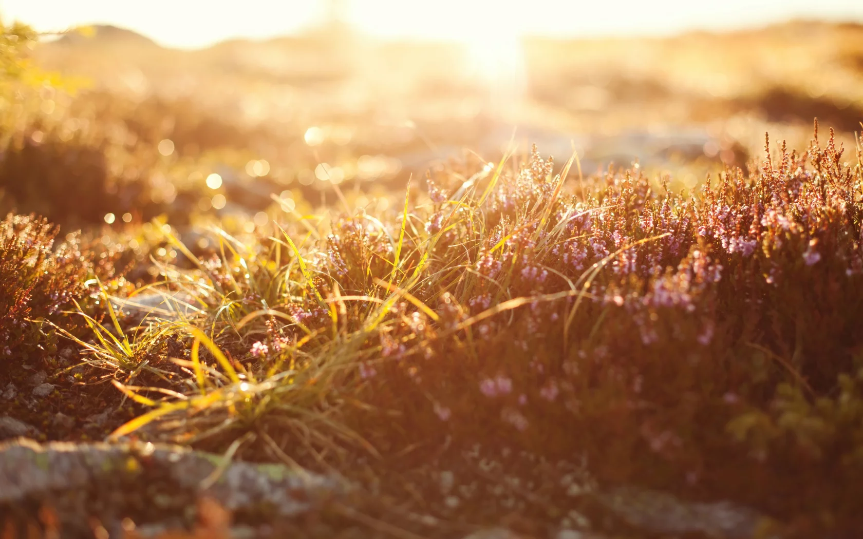 боке, bokeh, macro, природа, свет, grass, трава, light, Макро, nature