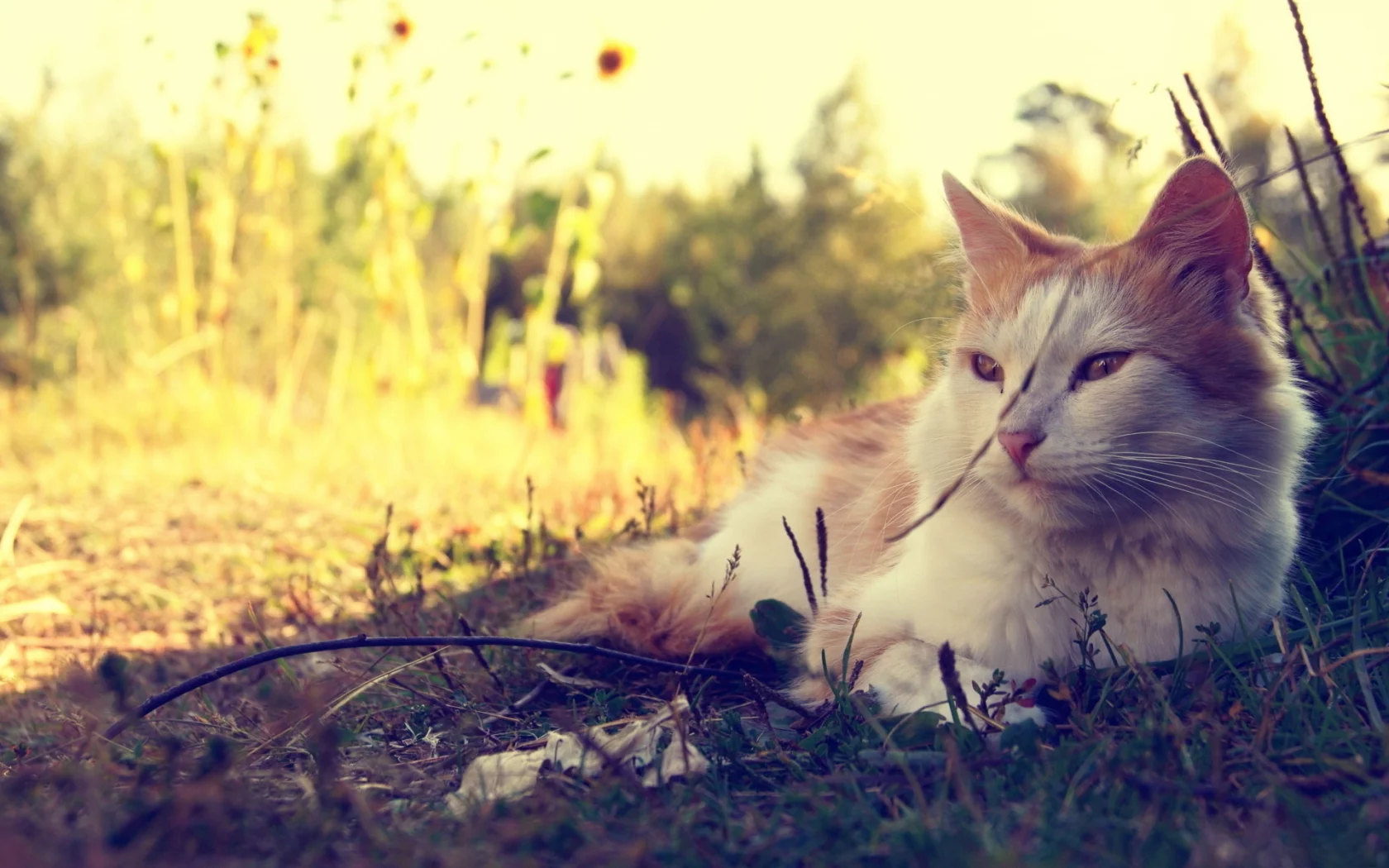 Кот, природа, трава