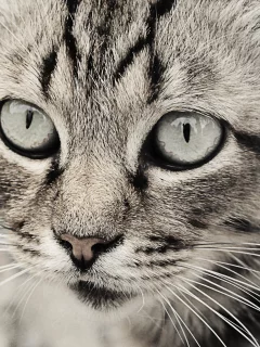 глаза кошки, кошка, кошки, чб, серые тона, Кот