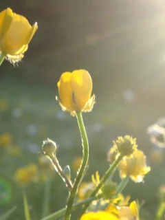 лучи, цветы, солнечный свет, Желтые
