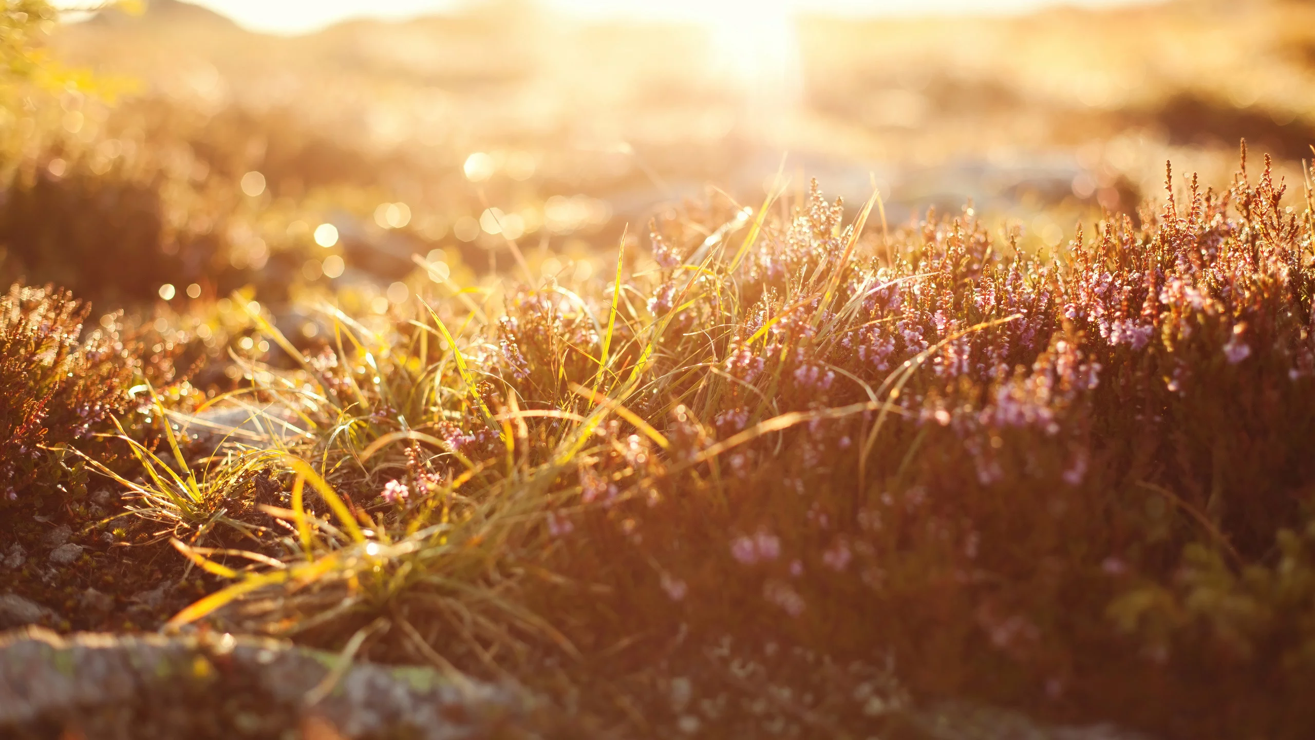 боке, bokeh, macro, природа, свет, grass, трава, light, Макро, nature