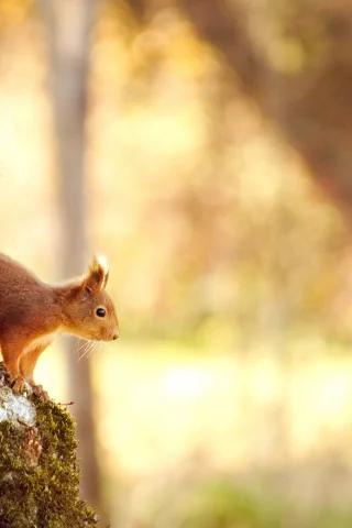 дерево, лес, природа, nature, 2560x1600, белка, tree, боке, forest, свет, squirrel, bokeh, light