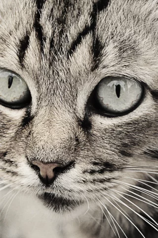 глаза кошки, кошка, кошки, чб, серые тона, Кот
