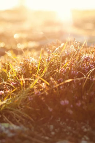 боке, bokeh, macro, природа, свет, grass, трава, light, Макро, nature