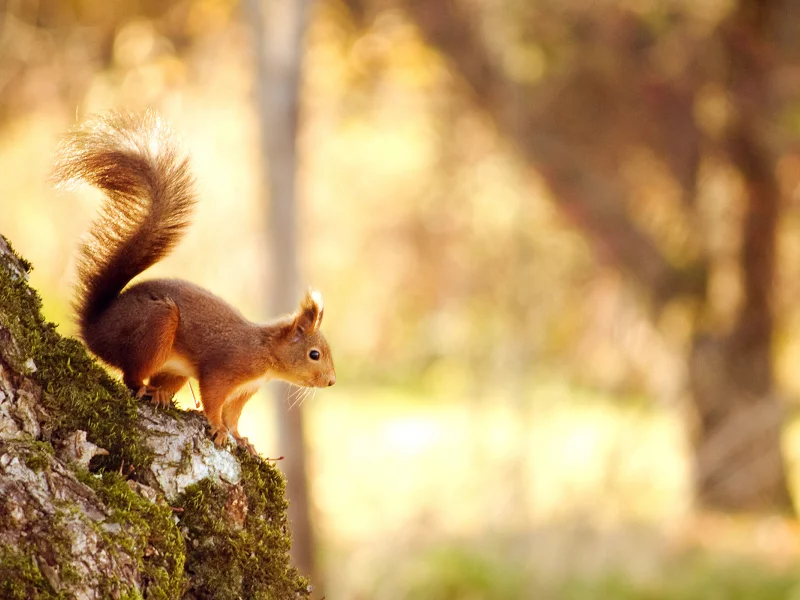 дерево, лес, природа, nature, 2560x1600, белка, tree, боке, forest, свет, squirrel, bokeh, light