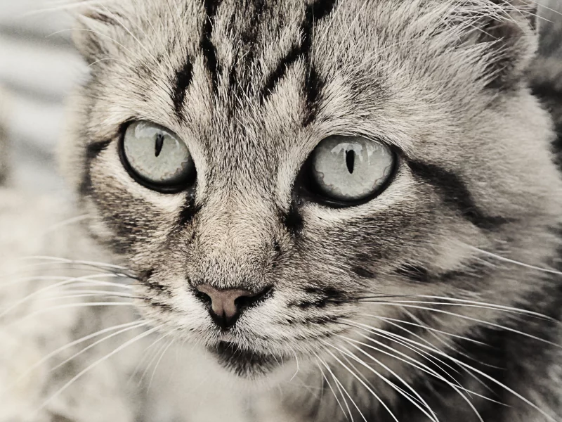 глаза кошки, кошка, кошки, чб, серые тона, Кот