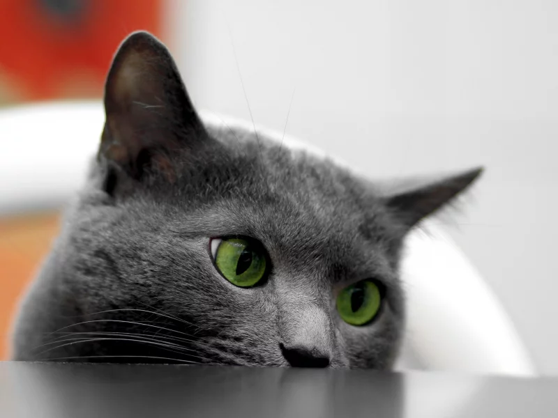 Кошка, стол, глаза