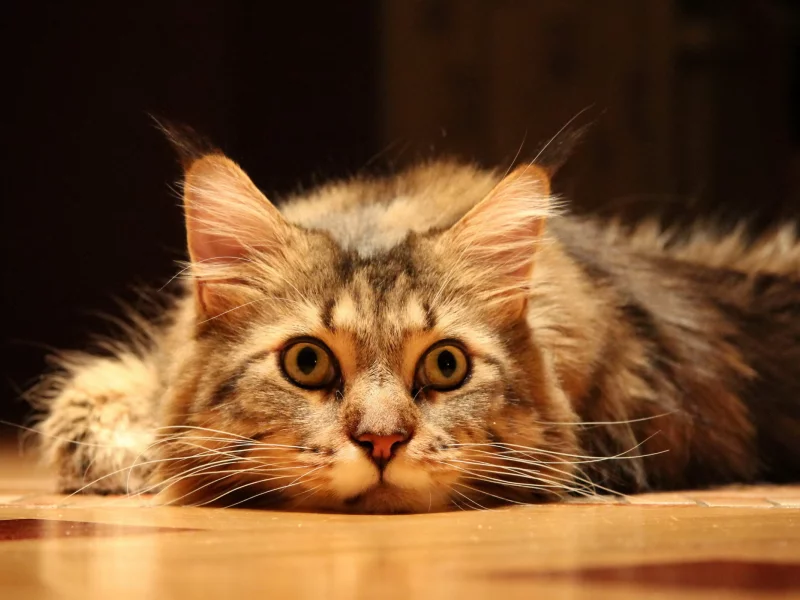 Кошка, взгляд, пол