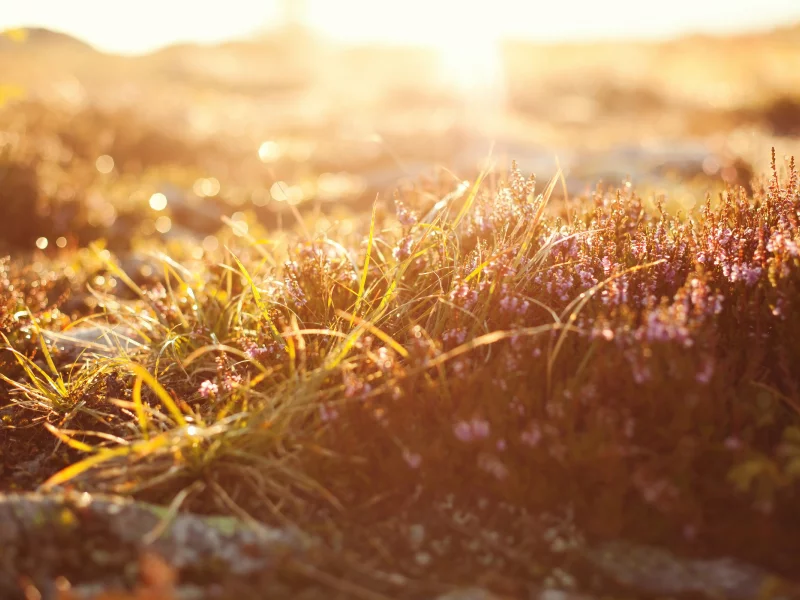 боке, bokeh, macro, природа, свет, grass, трава, light, Макро, nature
