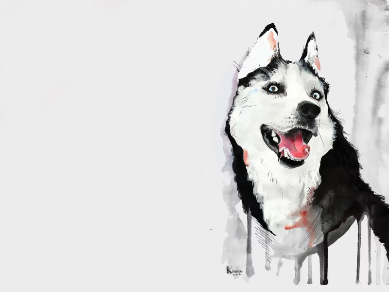 хаска, Собака, язык, рисунок, акварель, хаски