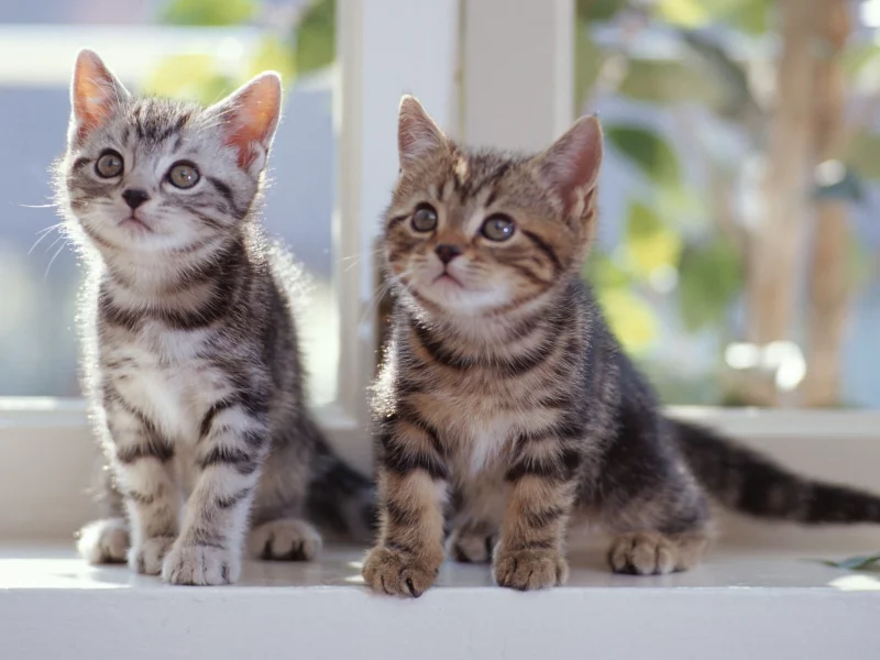 кошки, kitties, свет, look, cats, взгляд, 2560x1600, Котята, light