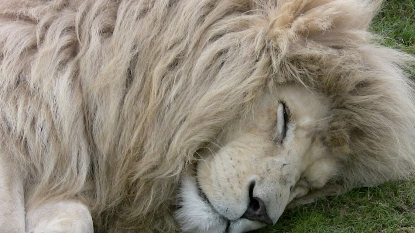 белый лев, белый, lion, white, white lion, лев
