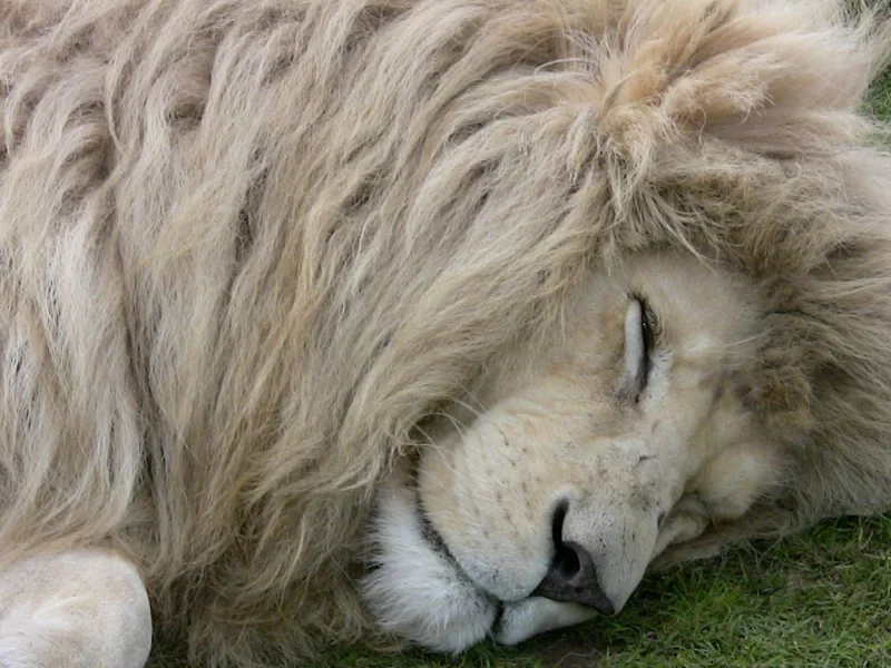 белый лев, белый, lion, white, white lion, лев