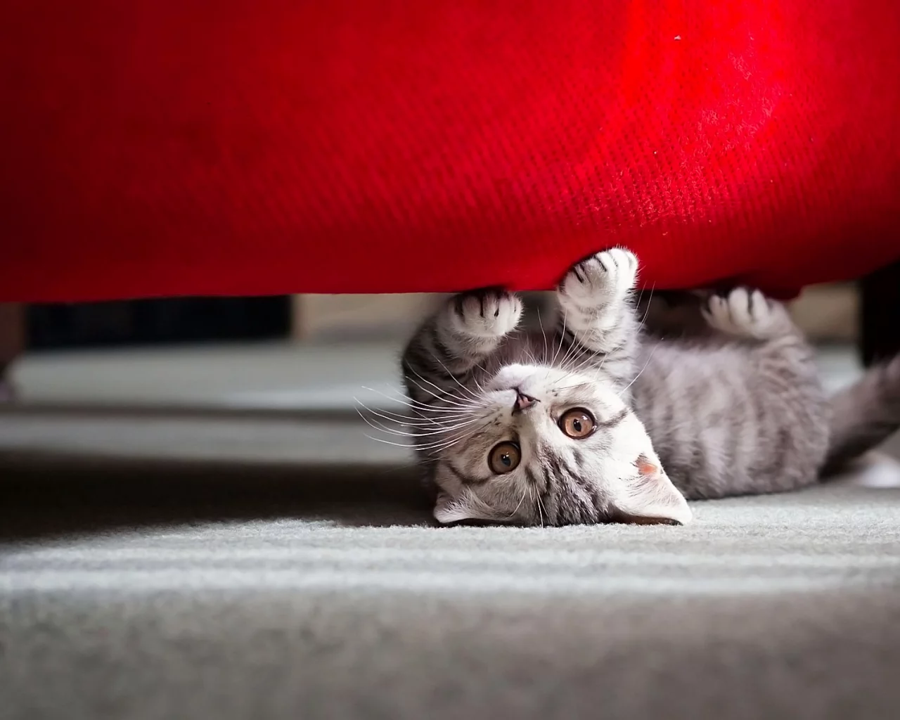 игра, котенок, взгляд