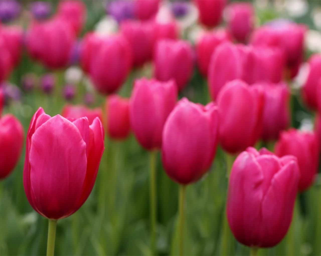 tulips, field, розовые, лепестки, тюльпаны