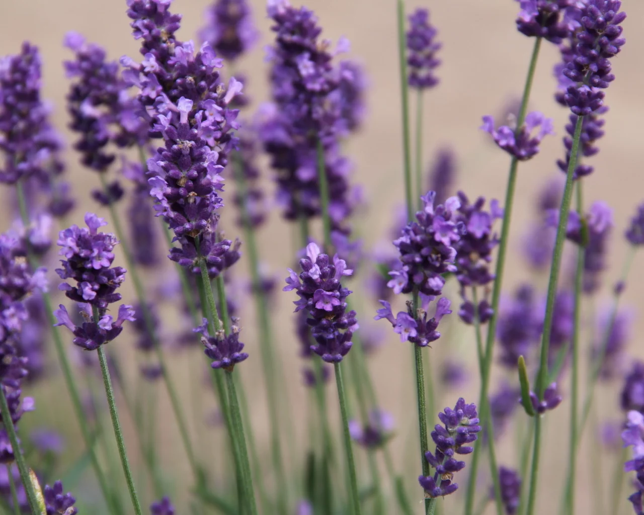 фиолетовый, природа, цветы, flowers