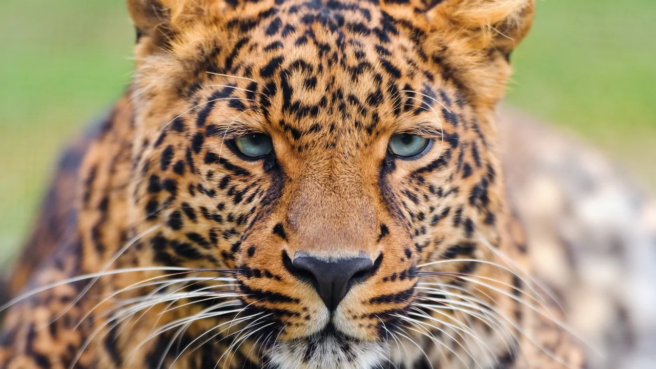 морда, усы, panthera pardus, леопард, leopard