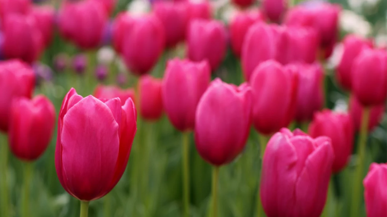 tulips, field, розовые, лепестки, тюльпаны
