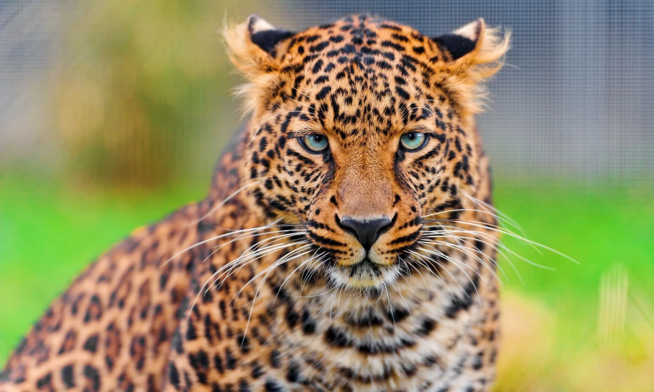 леопард, leopard, panthera pardus, морда, усы