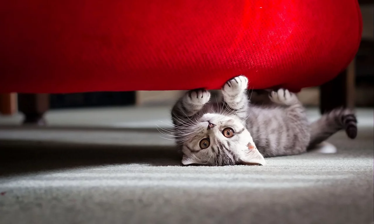 игра, котенок, взгляд