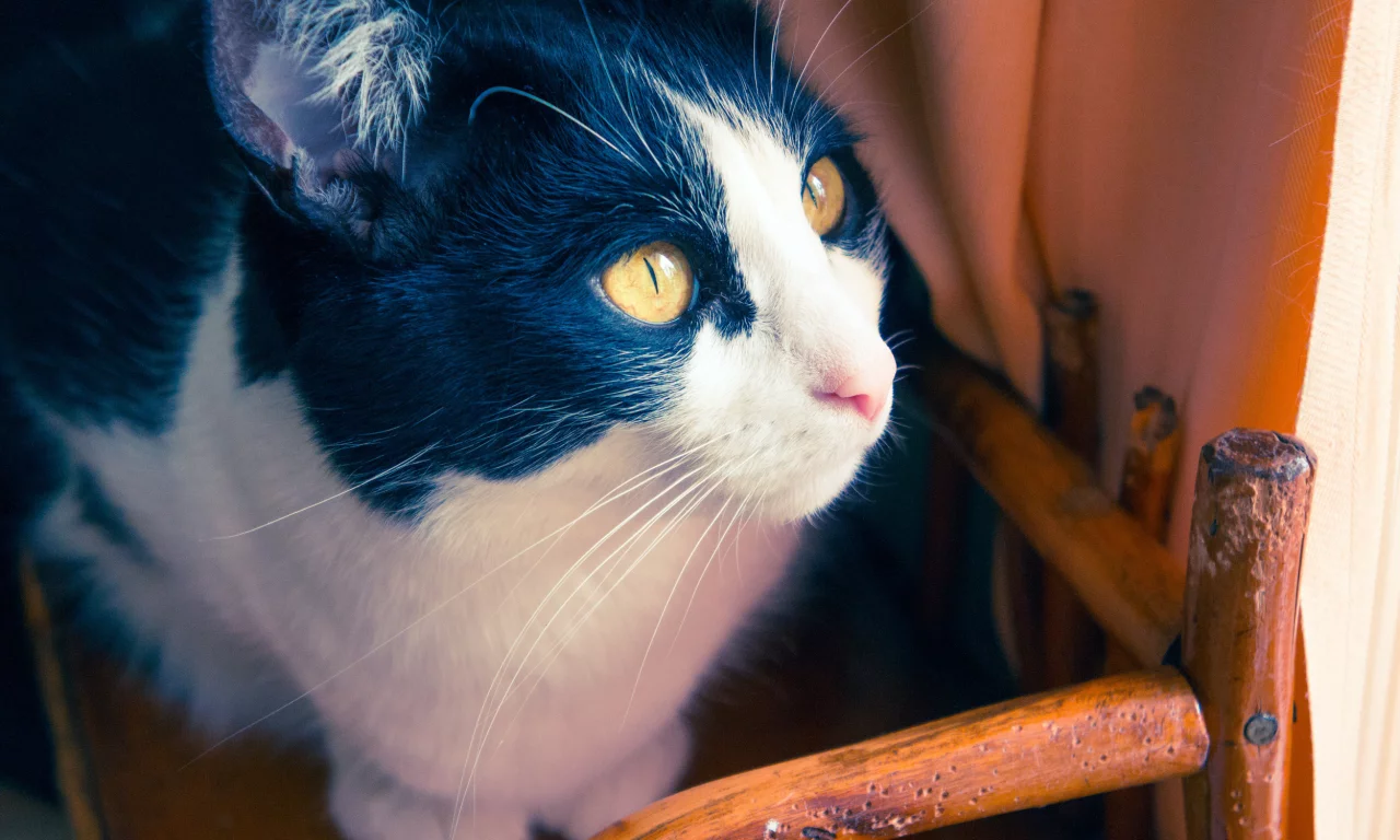 коты, кошки, шерсть, глаза, дом, кот