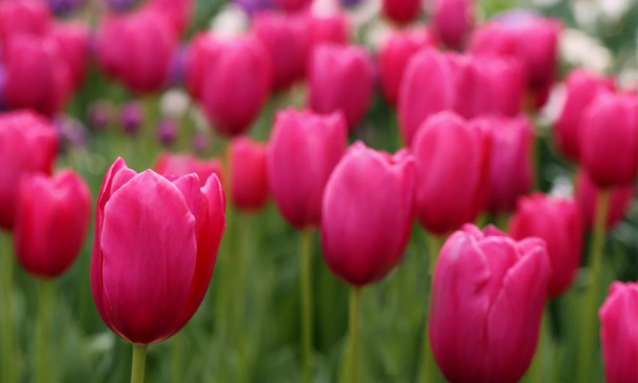 tulips, field, розовые, лепестки, тюльпаны