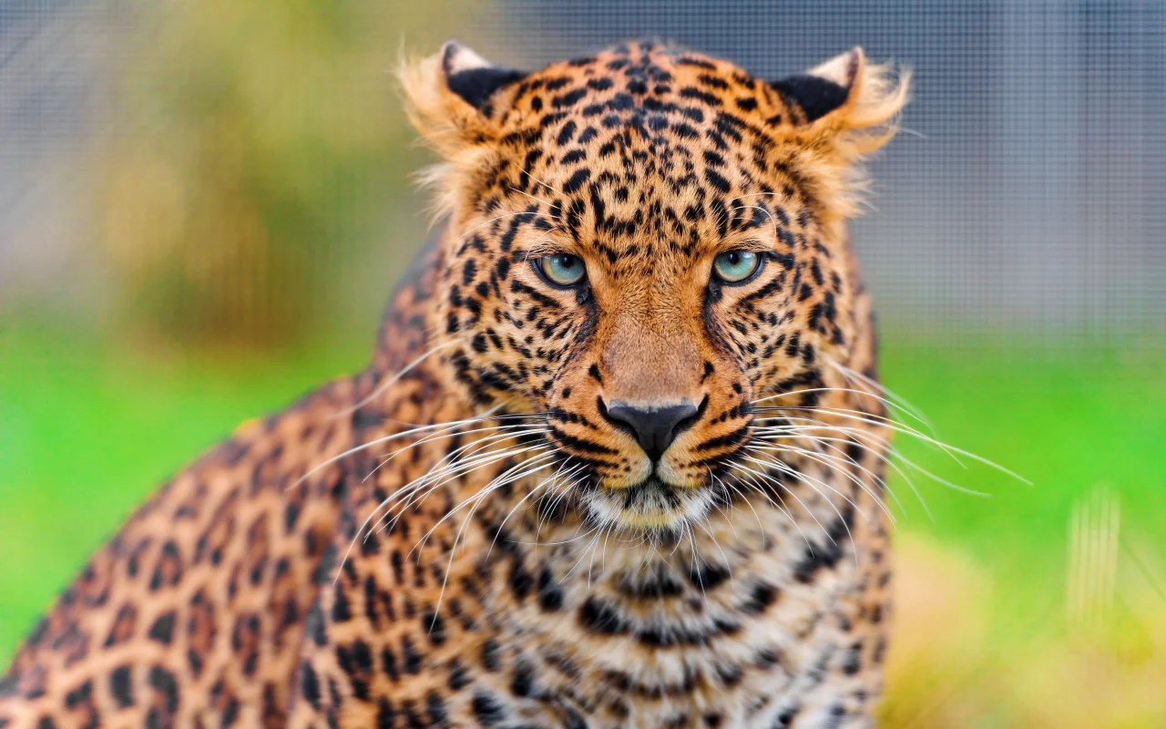 леопард, leopard, panthera pardus, морда, усы