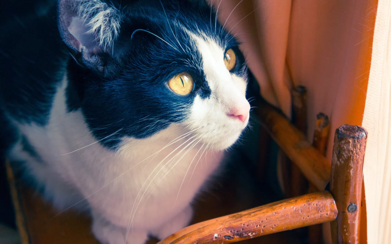коты, кошки, шерсть, глаза, дом, кот