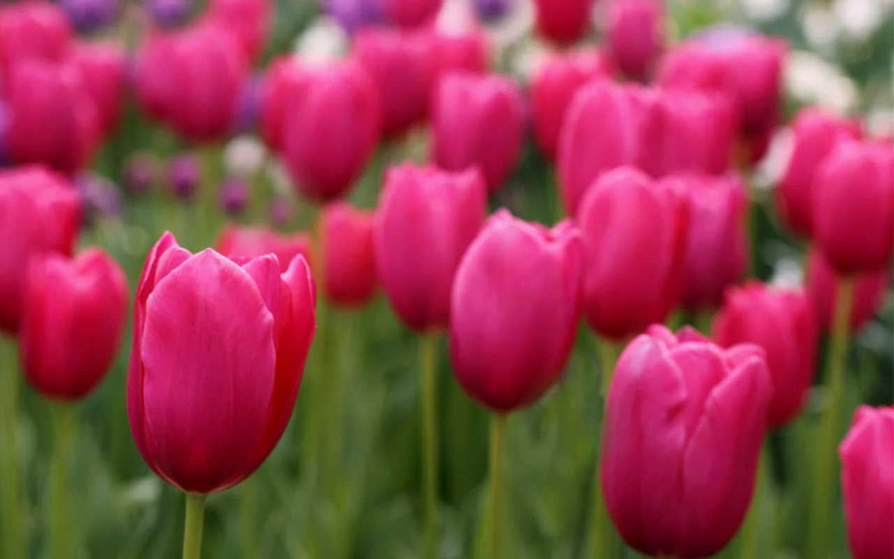 tulips, field, розовые, лепестки, тюльпаны