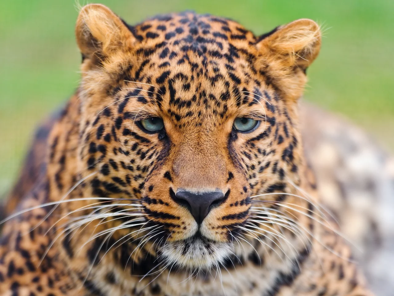 морда, усы, panthera pardus, леопард, leopard