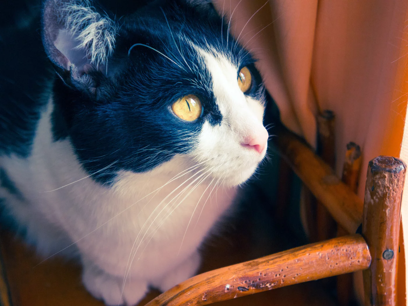 коты, кошки, шерсть, глаза, дом, кот