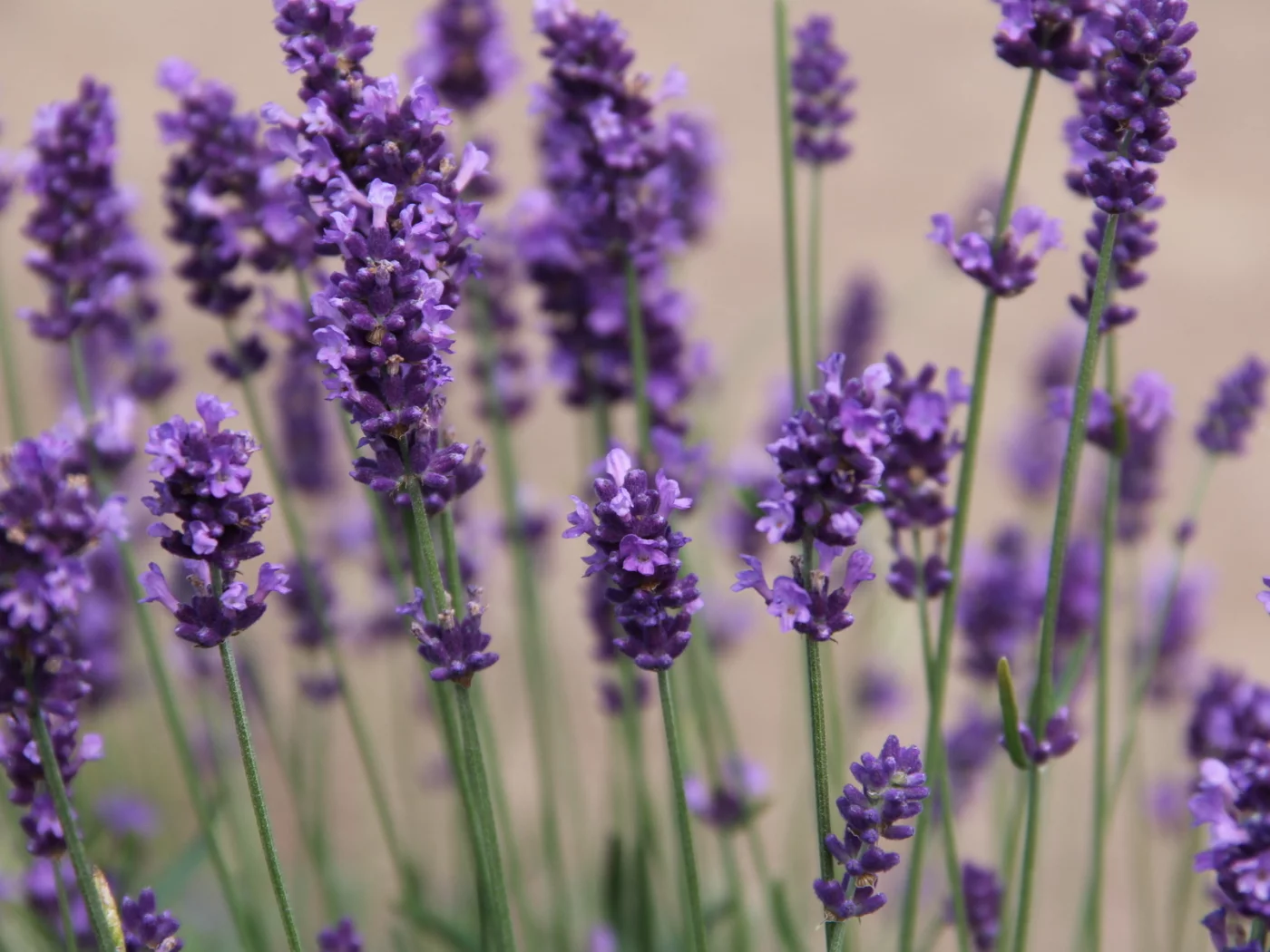 фиолетовый, природа, цветы, flowers