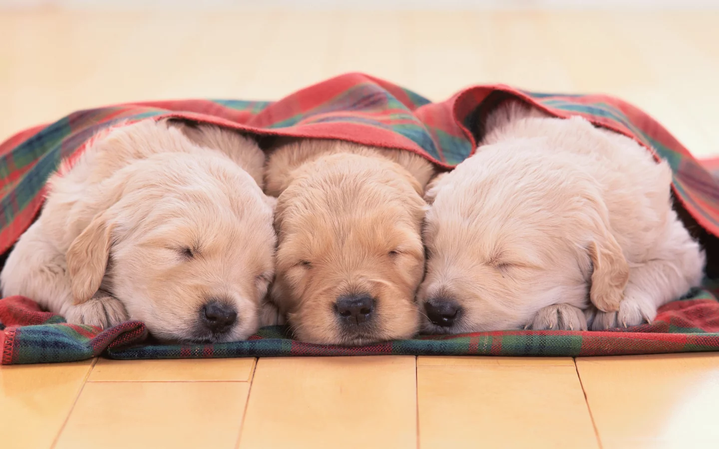 золотистый ретривер, щенки, golden retriever
