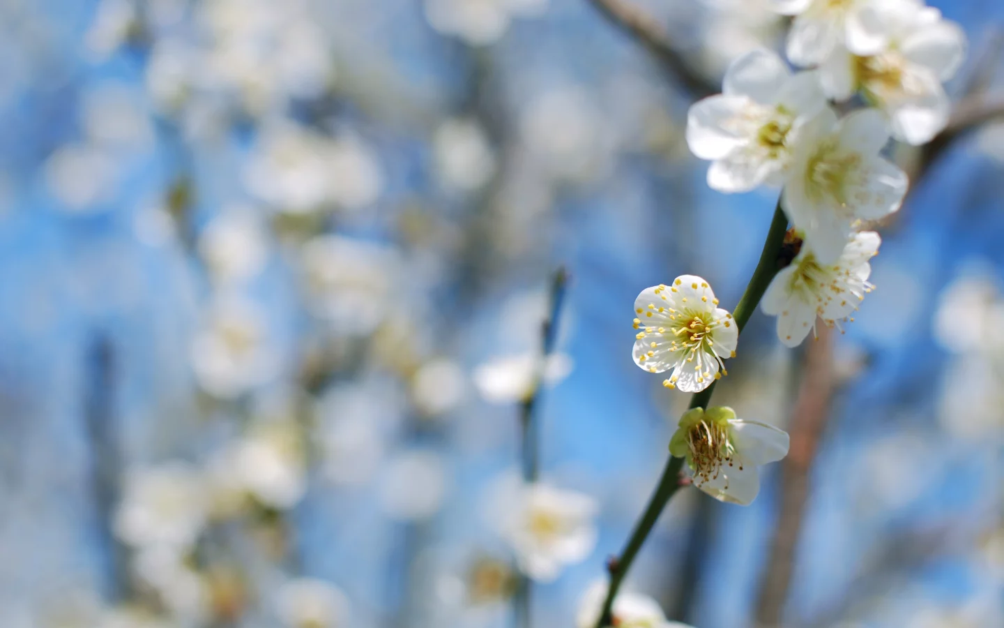 cлива, ветки, plum blossom, дерево, цветение